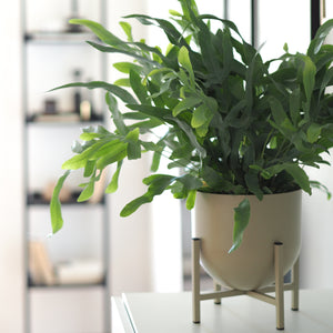 Blumentopf Swen II