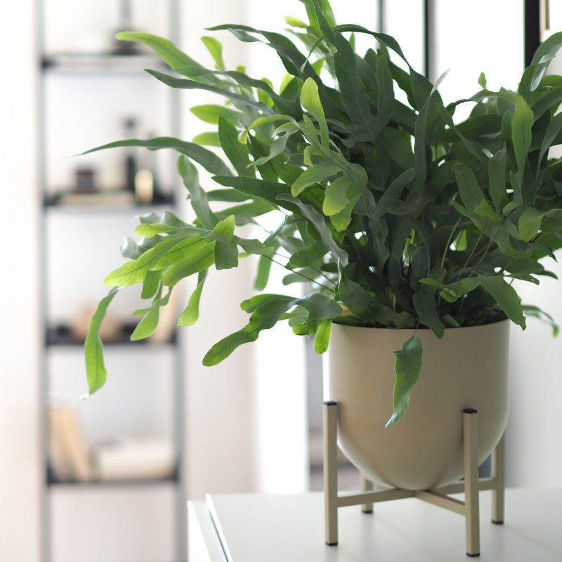 Blumentopf Swen II