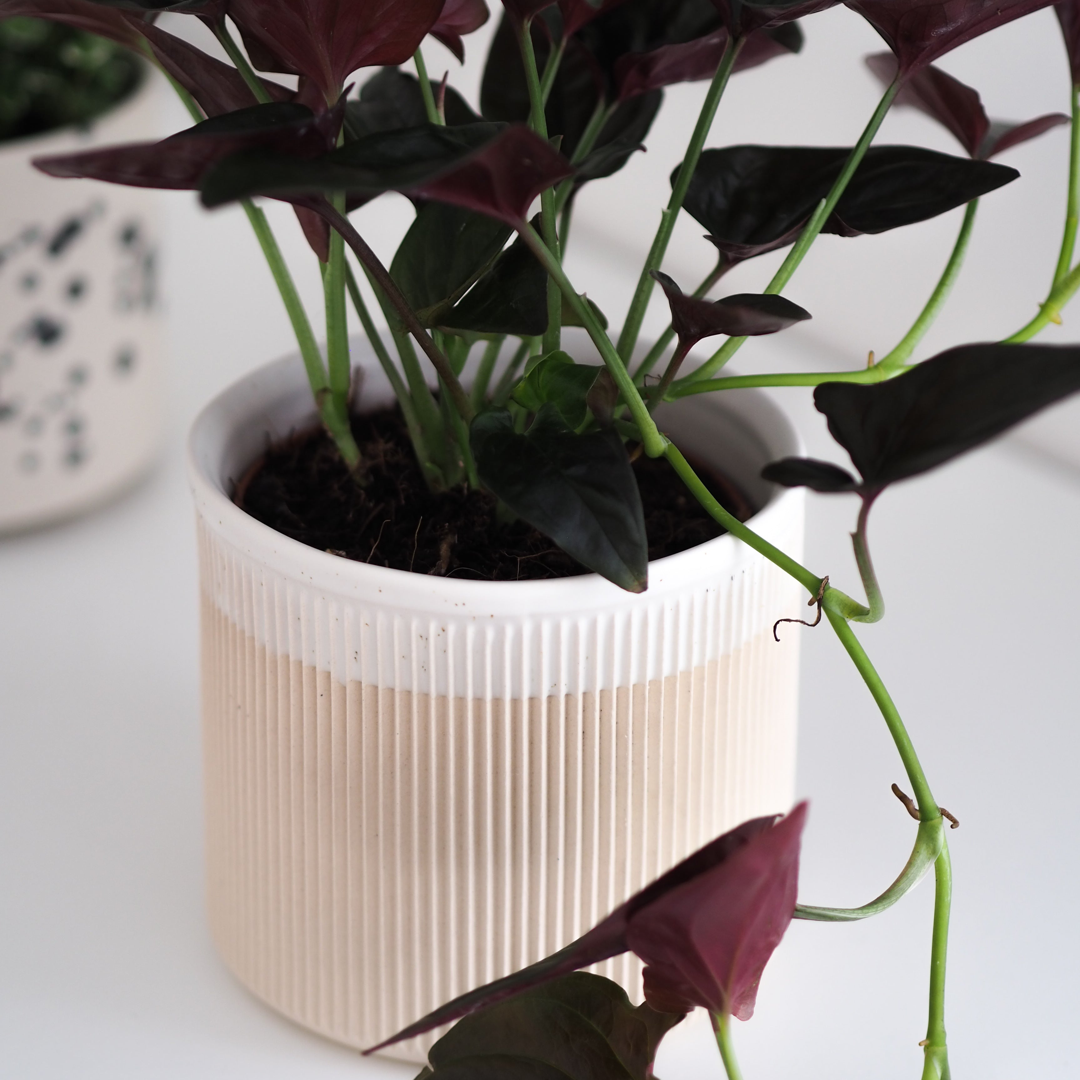Blumentopf Amalia