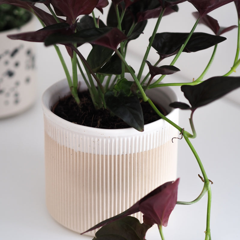 Blumentopf Amalia