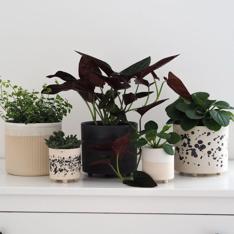Mini Blumentopf Ilvi
